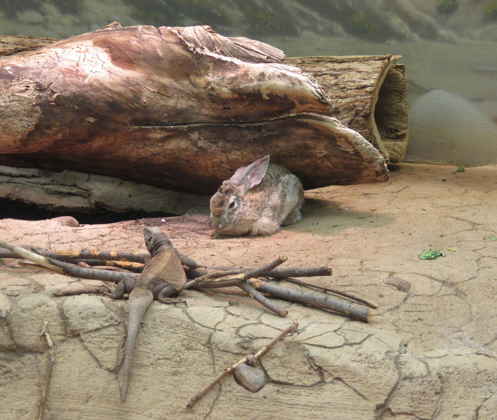 Desert Cottontail and Chuckwalla