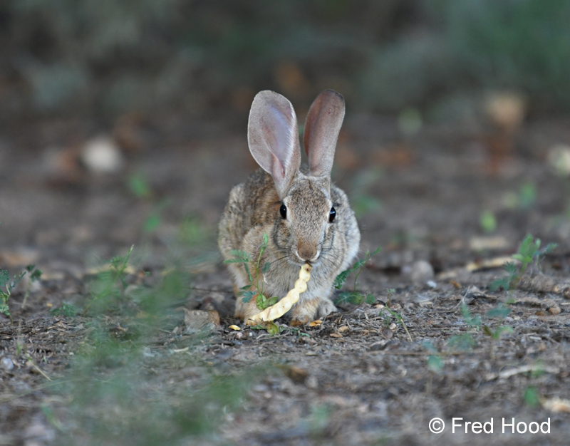 desert cottontail eating a mesquite pod
