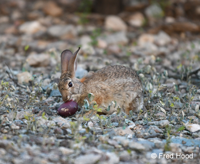 desert cottontail eating prickly pear fruit