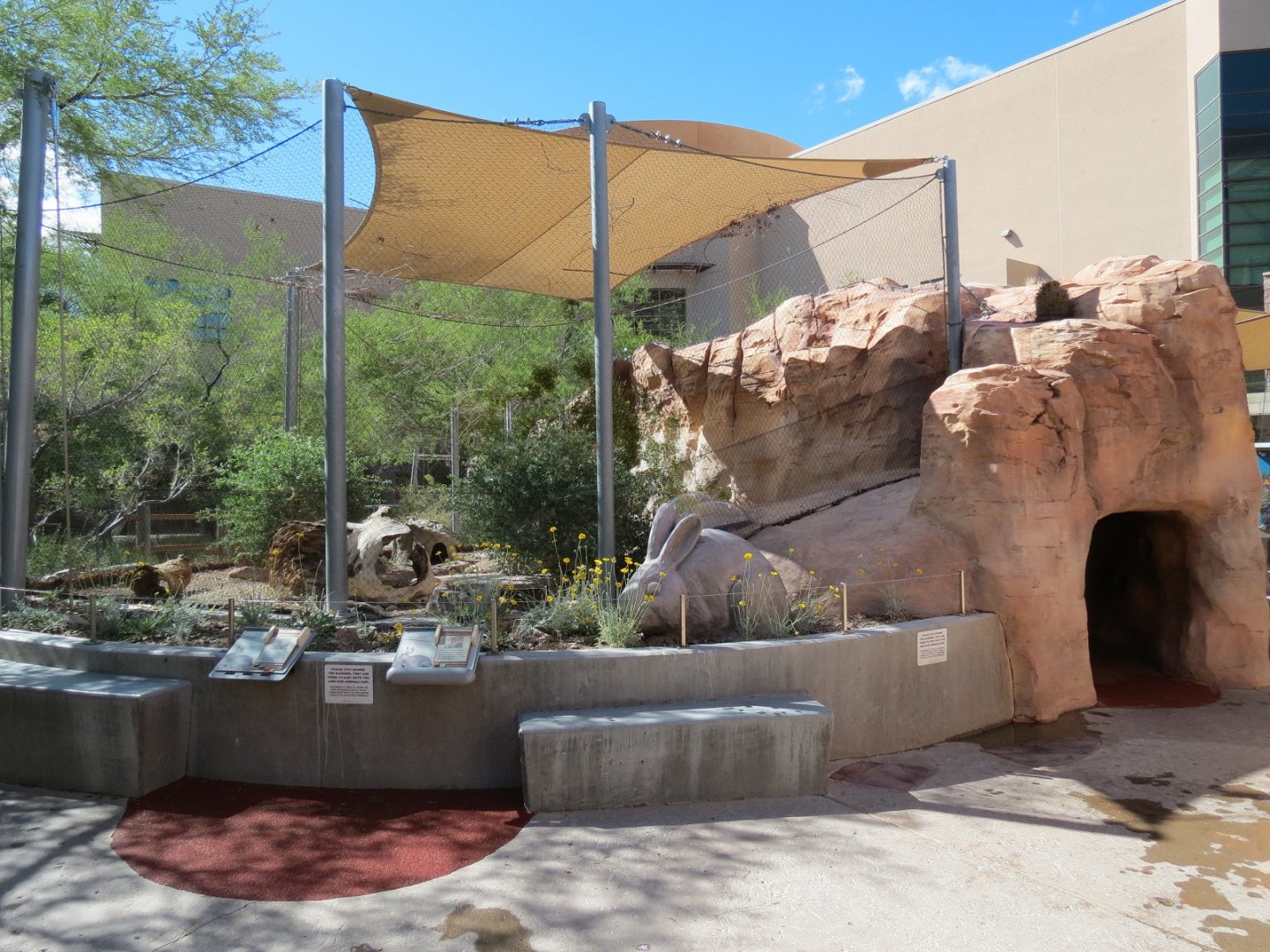 Desert Cottontail Exhibit