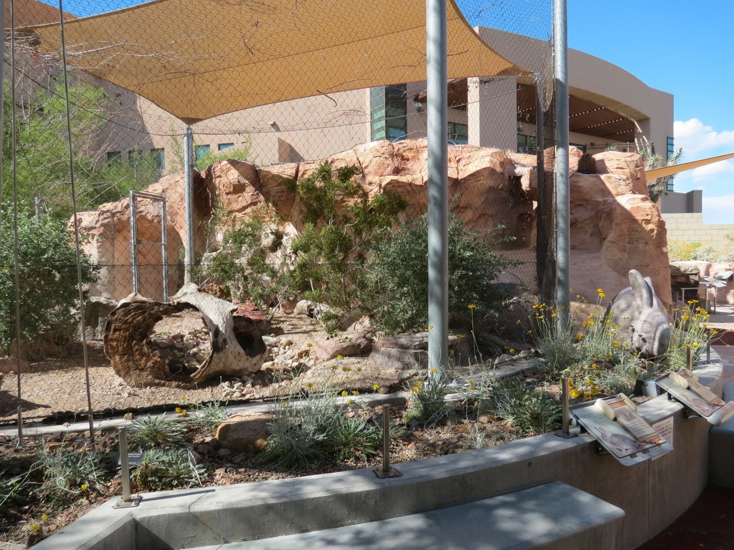 Desert Cottontail Exhibit