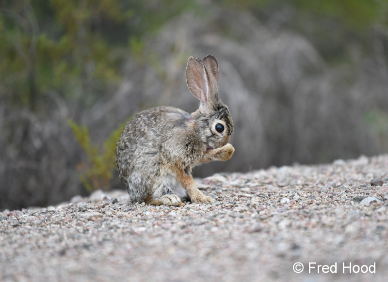 desert cottontail grooming