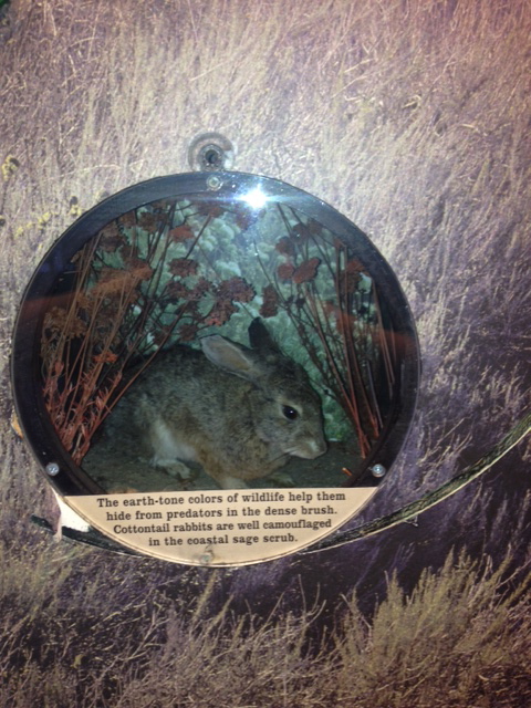 Desert cottontail rabbit in grass