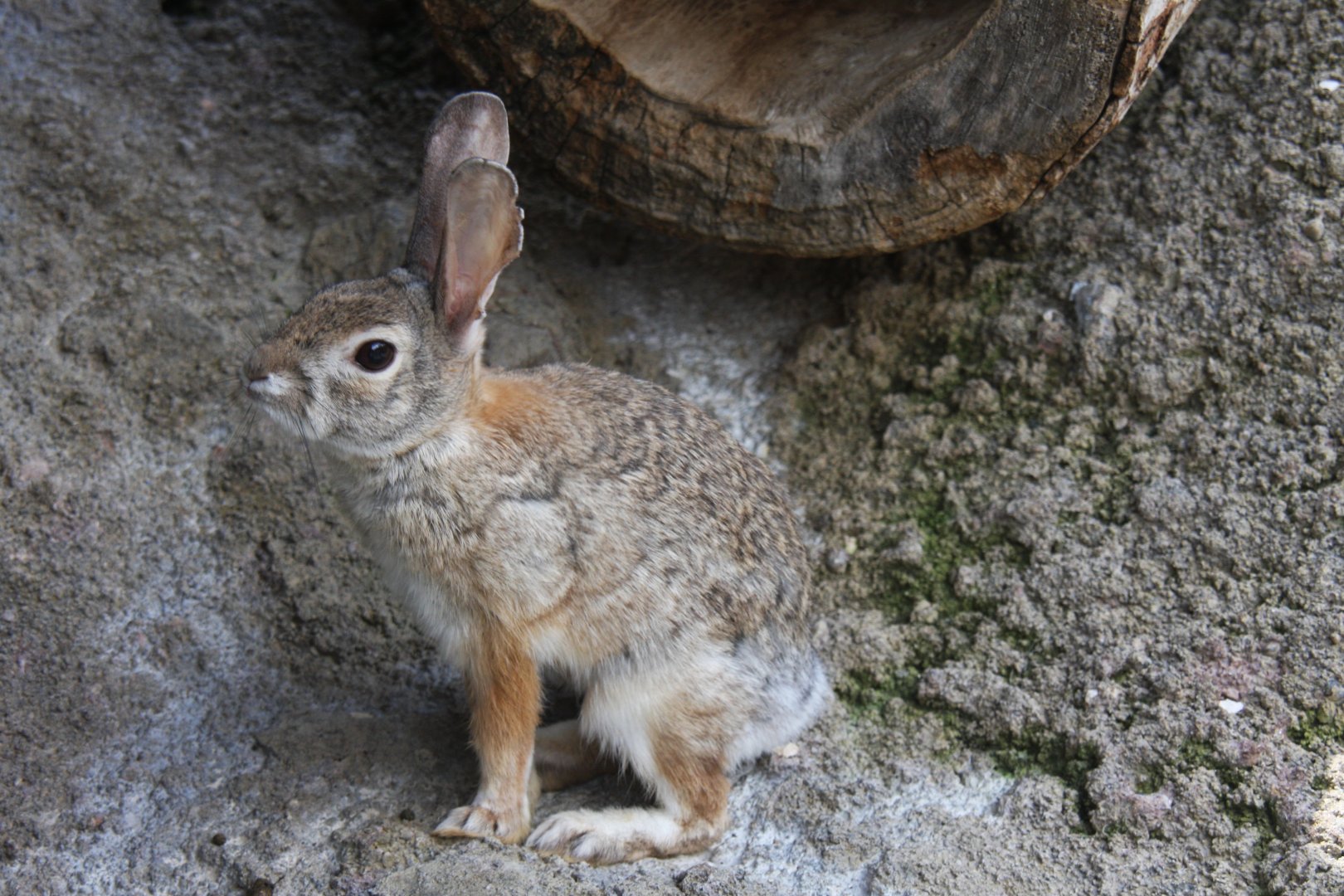 desert cottontail (Sylvilagus audubonii) 2013