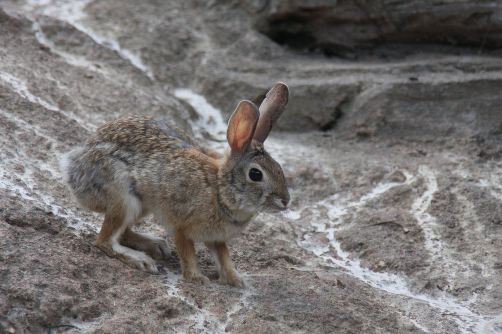 desert cottontail (Sylvilagus audubonii) 2013