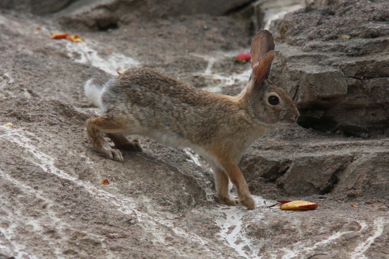 desert cottontail (Sylvilagus audubonii) 2013