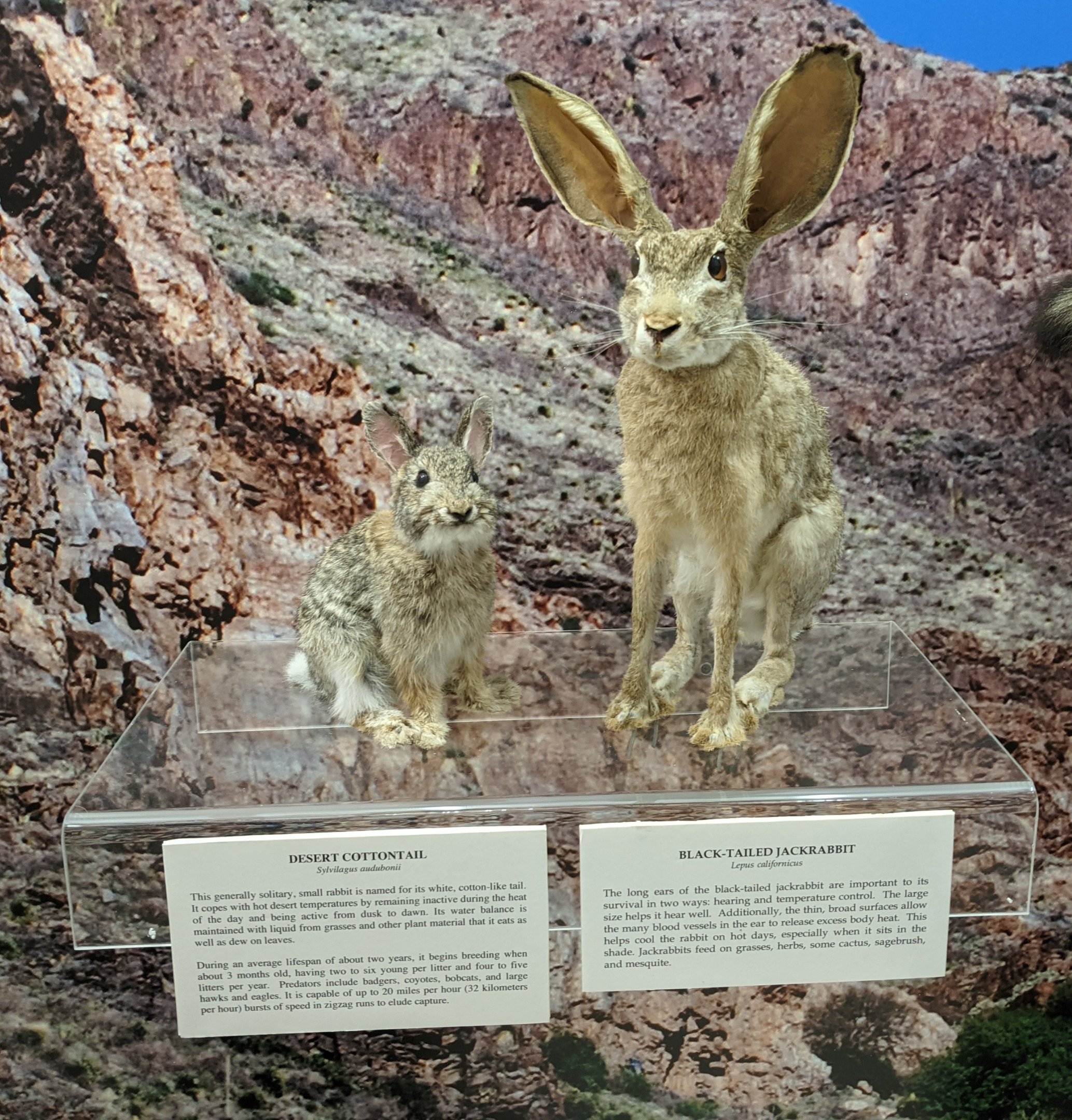 Desert cottontail (Sylvilagus audubonii) and Black-tailed jackrabbit (black-tailed jackrabbit (Lepus californicus)