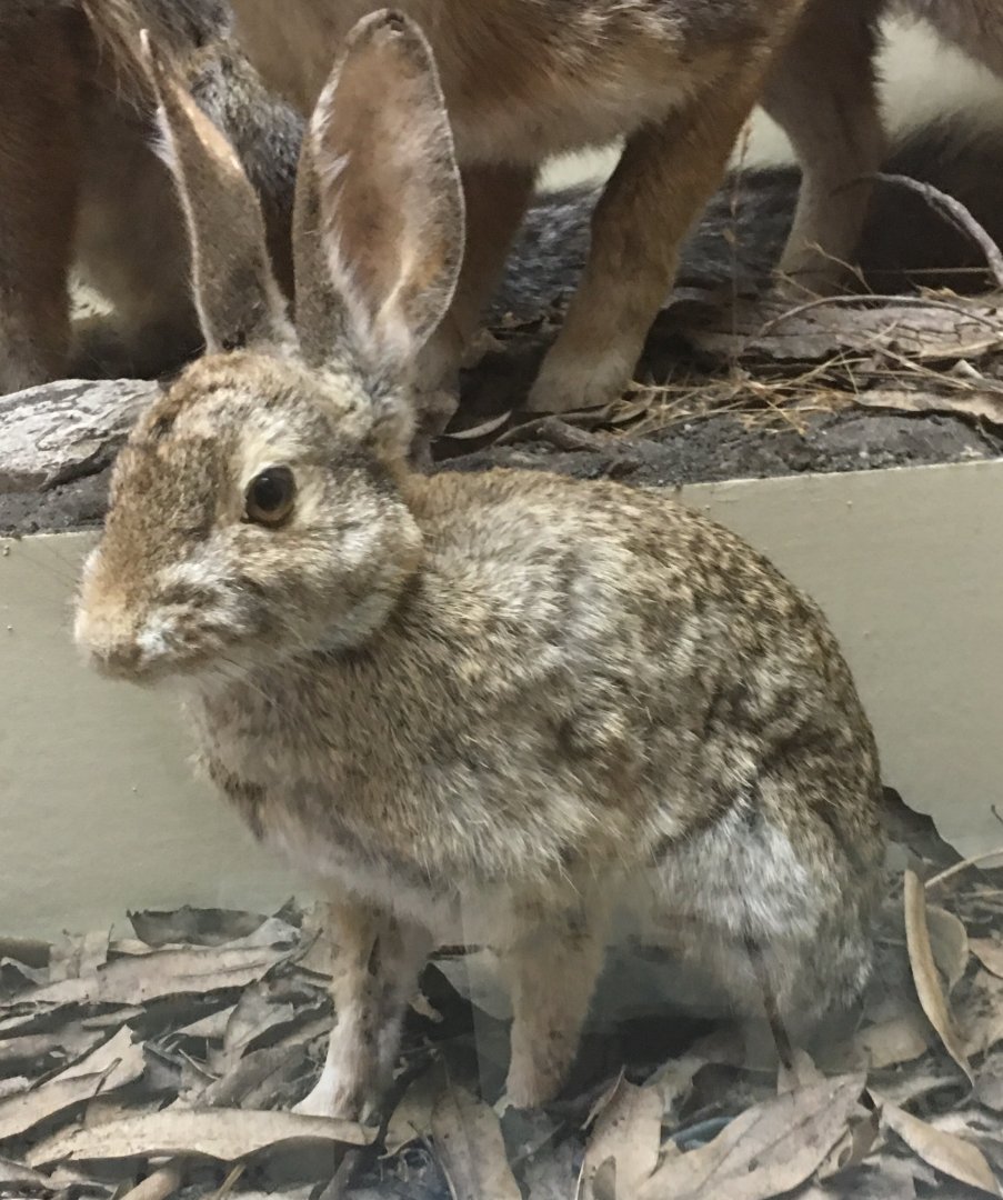 Desert cottontail (Sylvilagus audubonii vallicola)