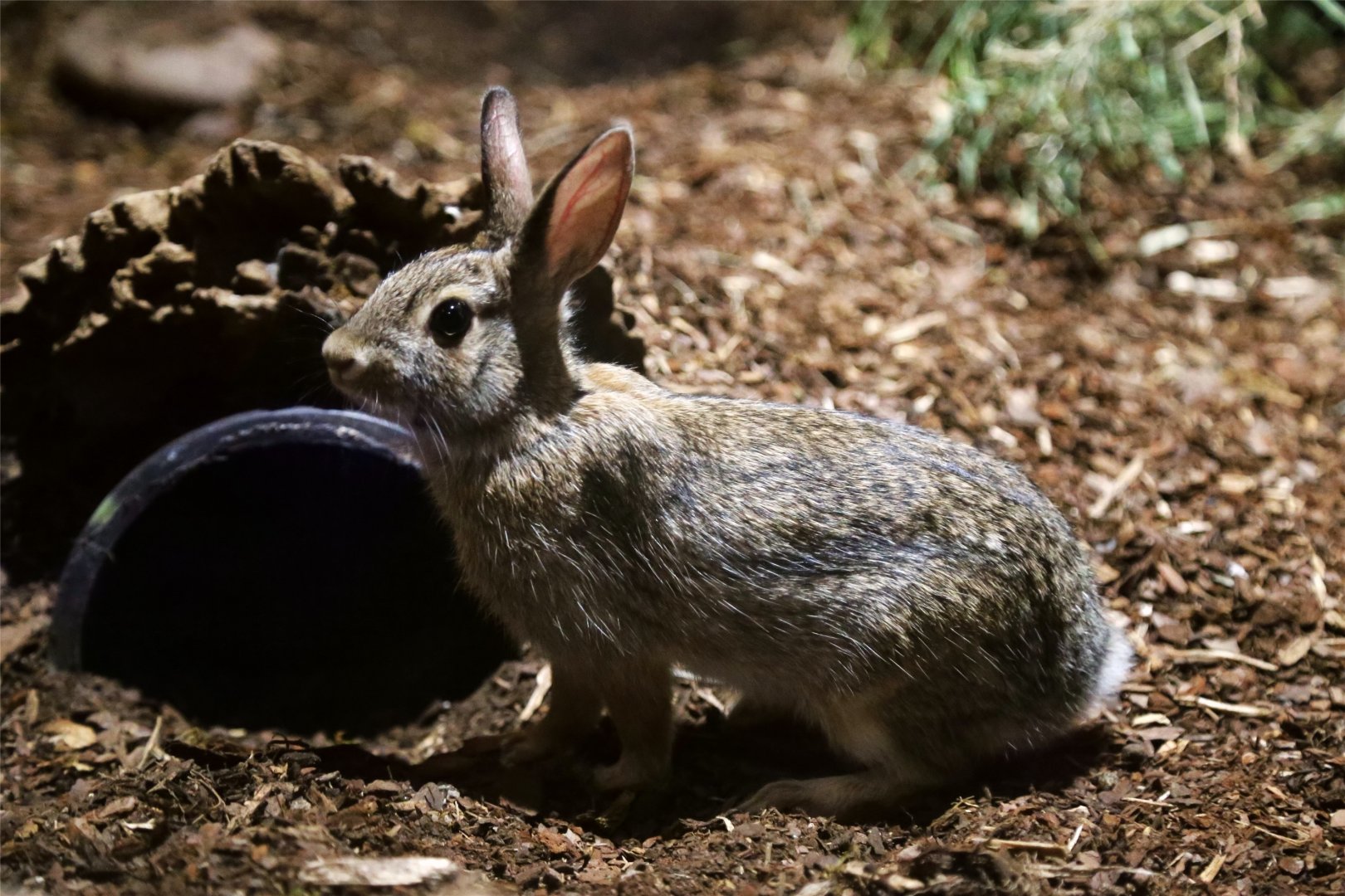 Desert cottontail (Sylvilagus audubonii)