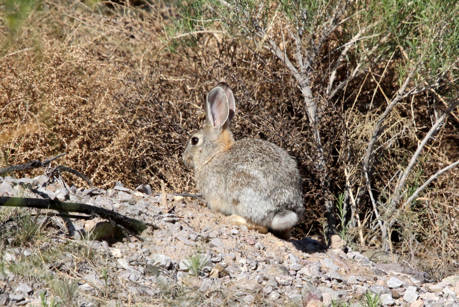 desert cottontail (Sylvilagus audubonii)