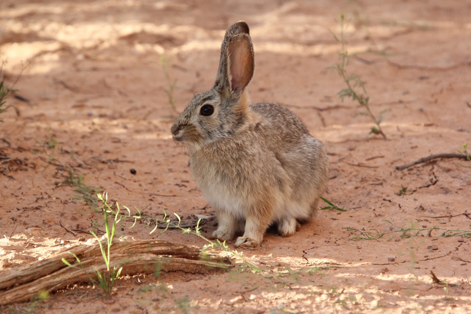 desert cottontail (Sylvilagus audubonii)