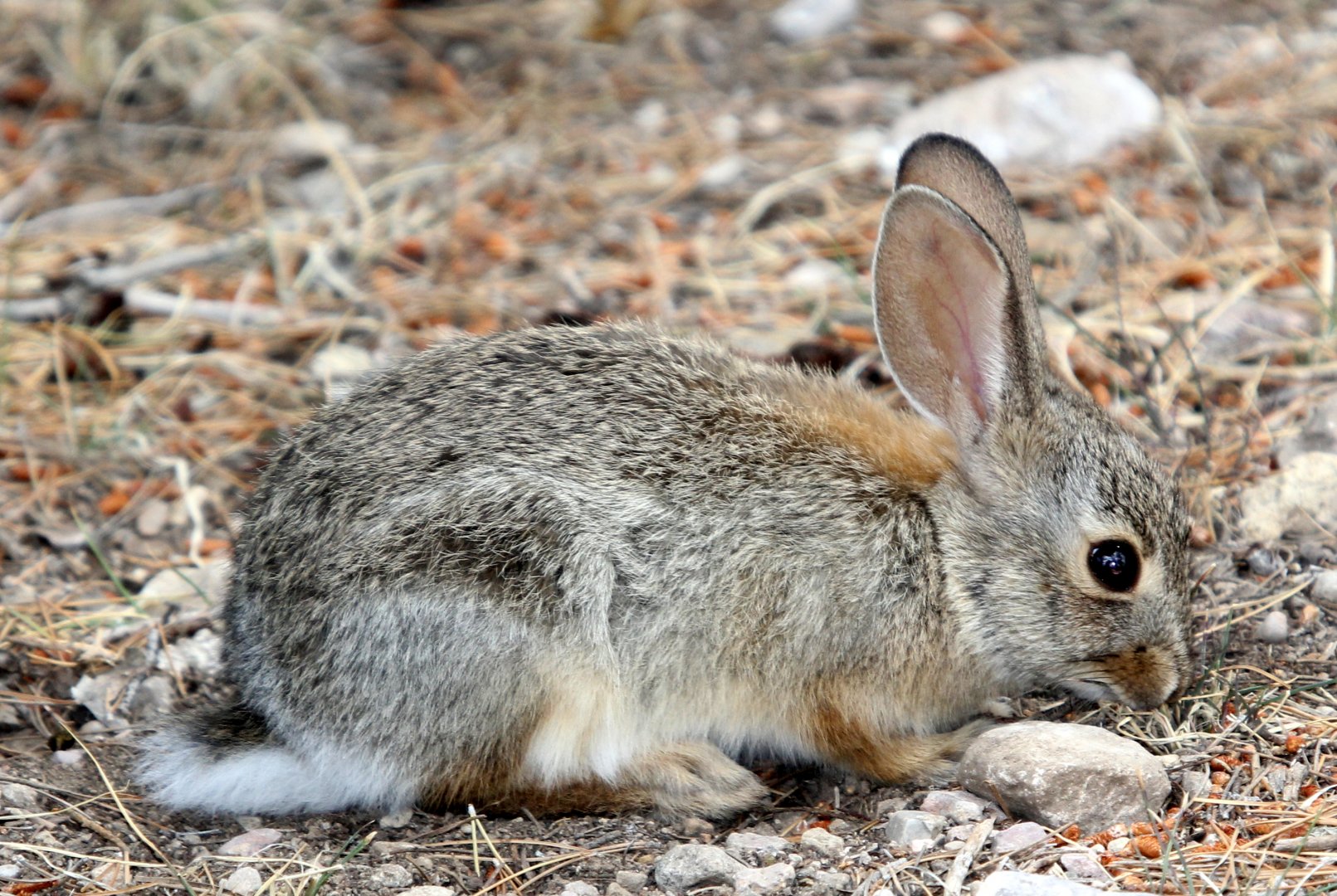 desert cottontail (Sylvilagus audubonii)