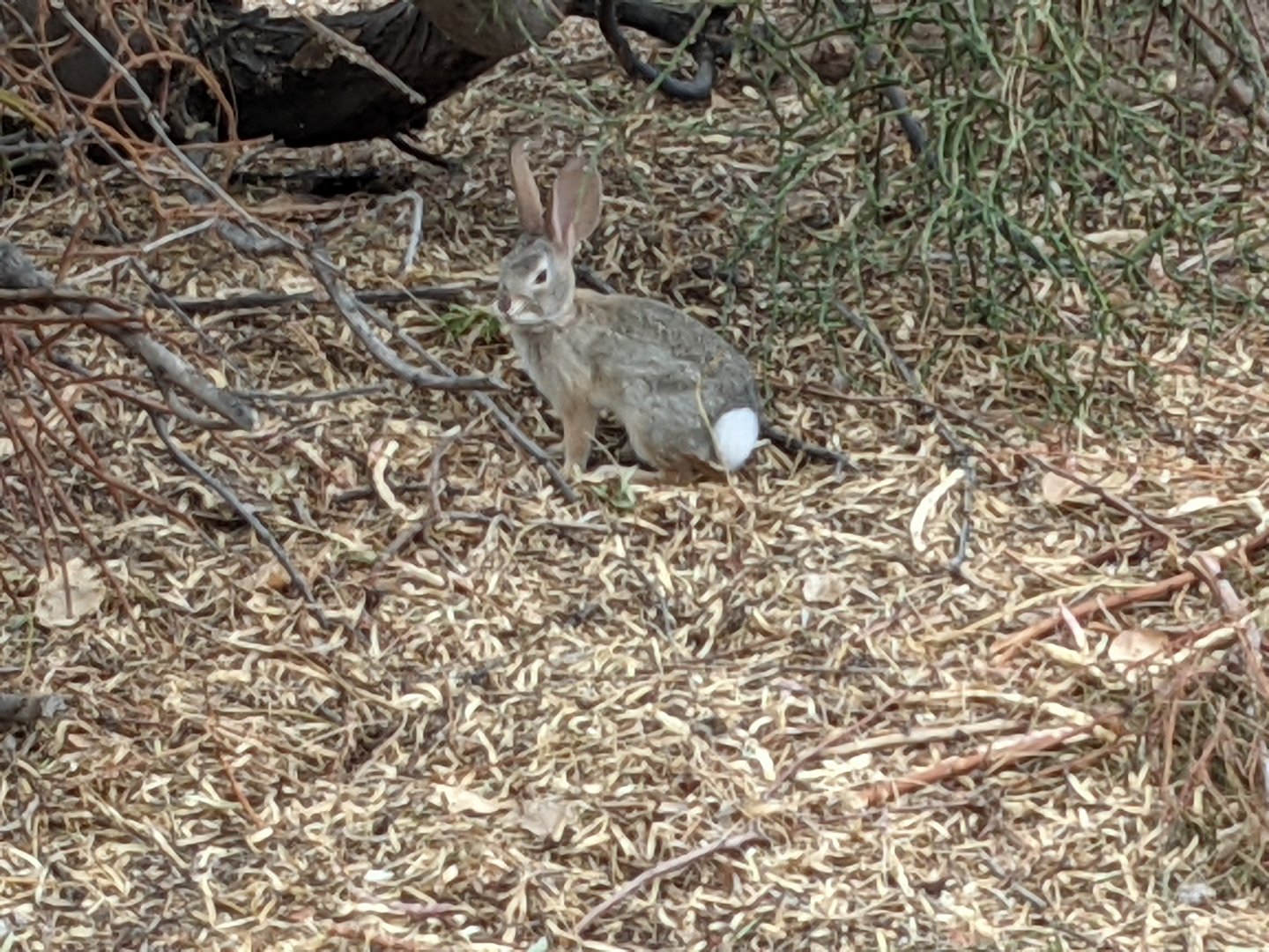 Desert cottontail (Sylvilagus audubonii)