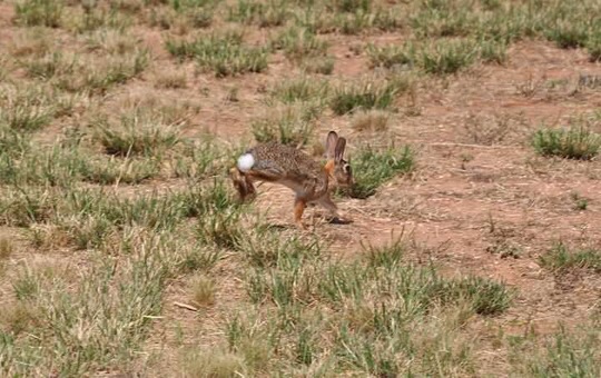 Desert Cottontail - Texas