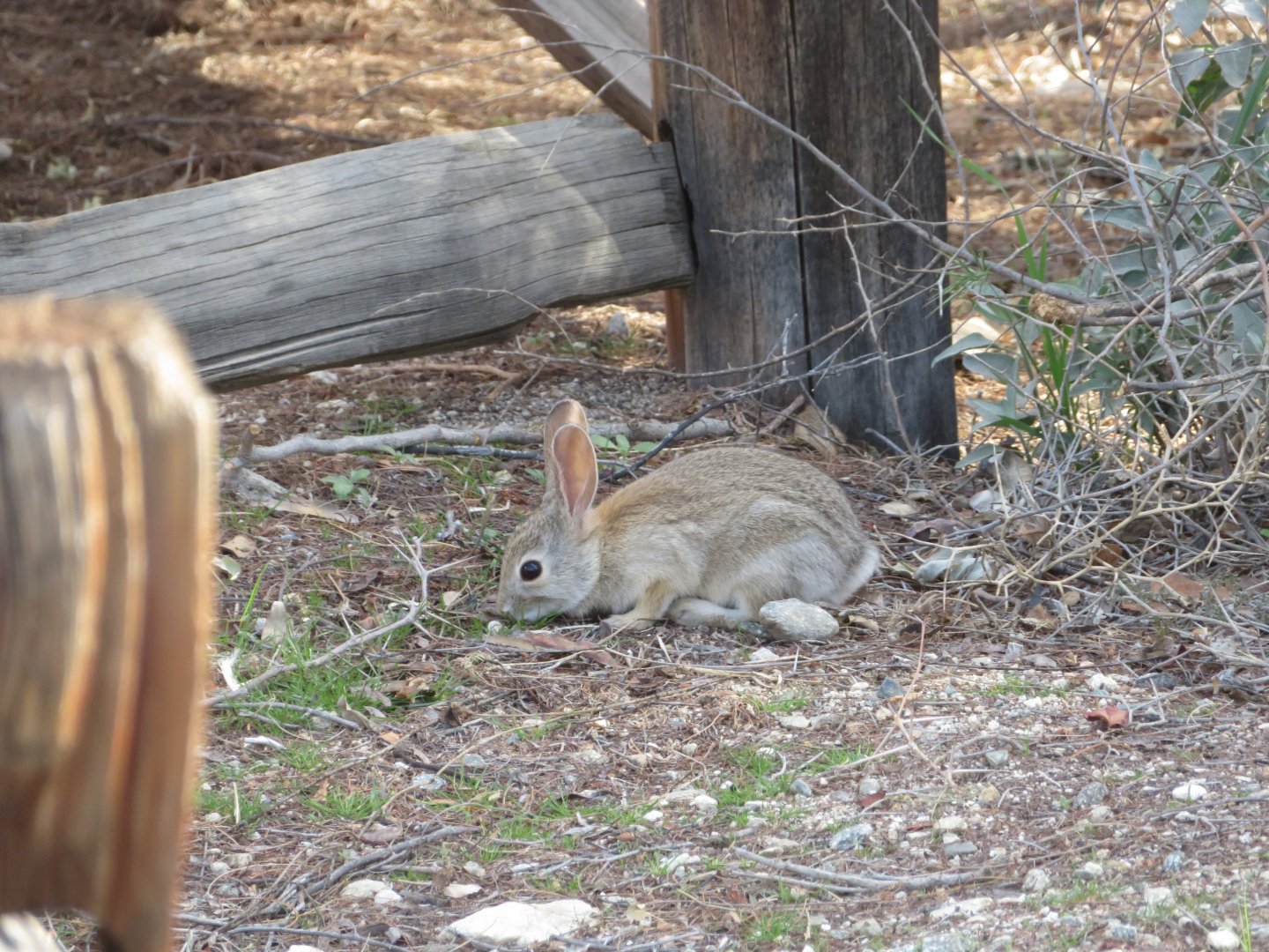 Desert Cottontail (Wild)