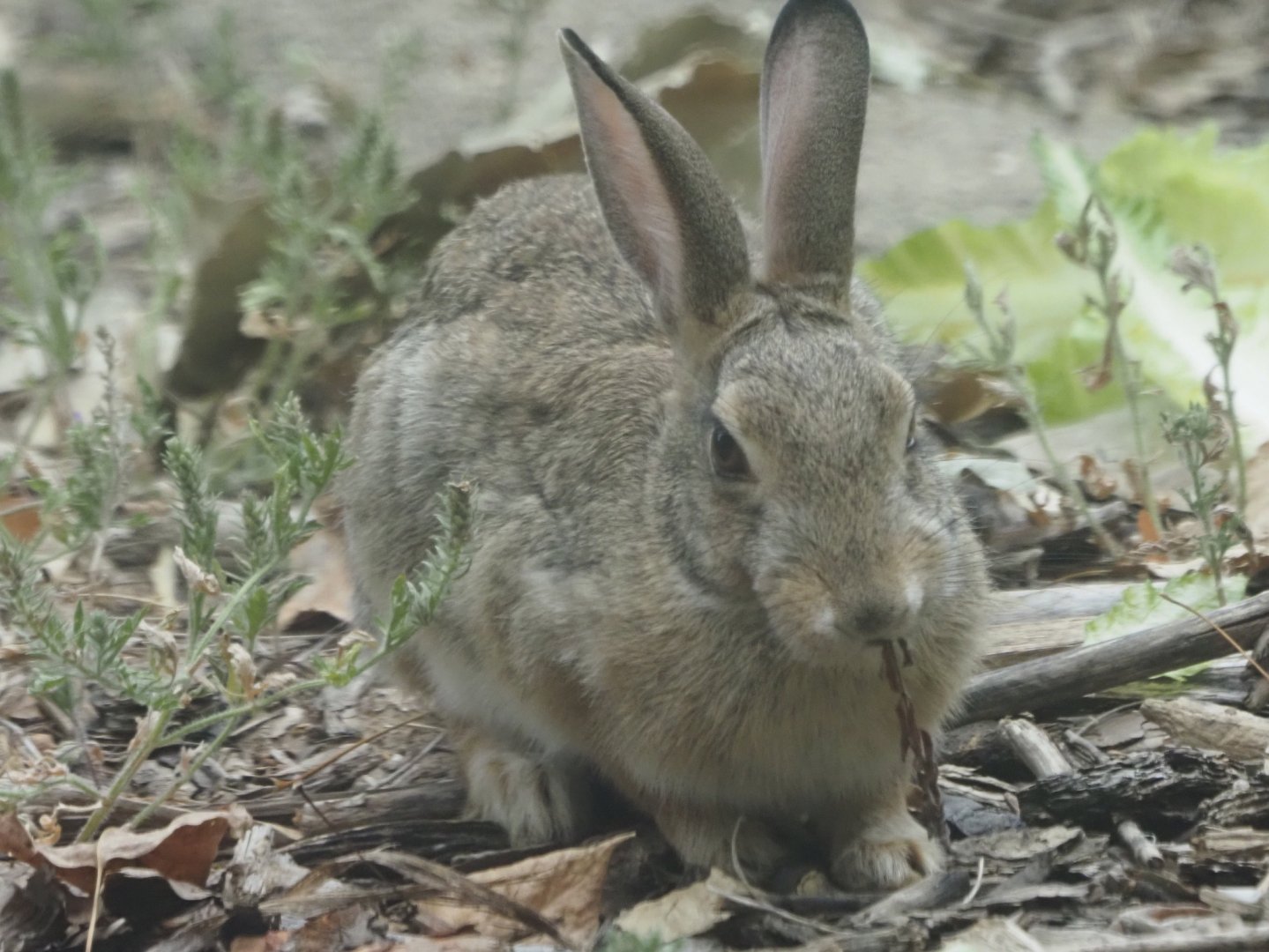 Desert Cottontail (Wild)