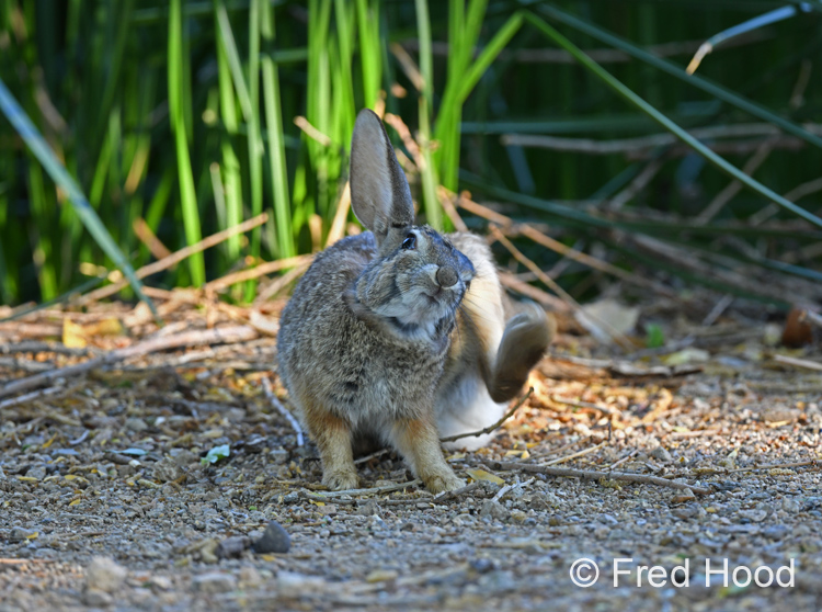 desert cottontail
