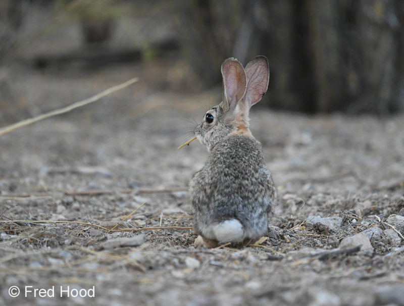 desert cottontail