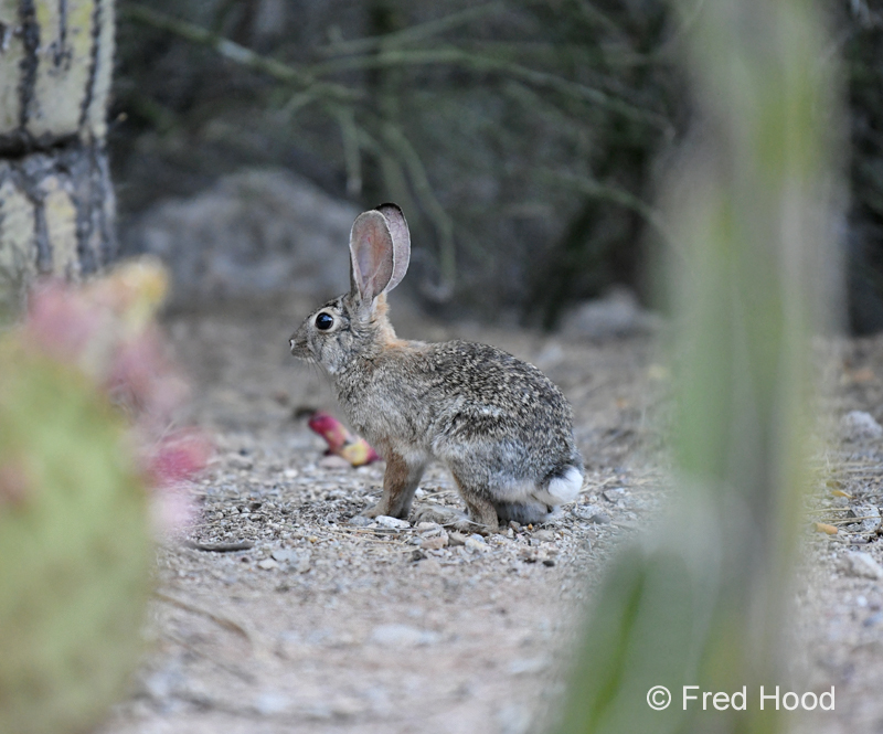 desert cottontail