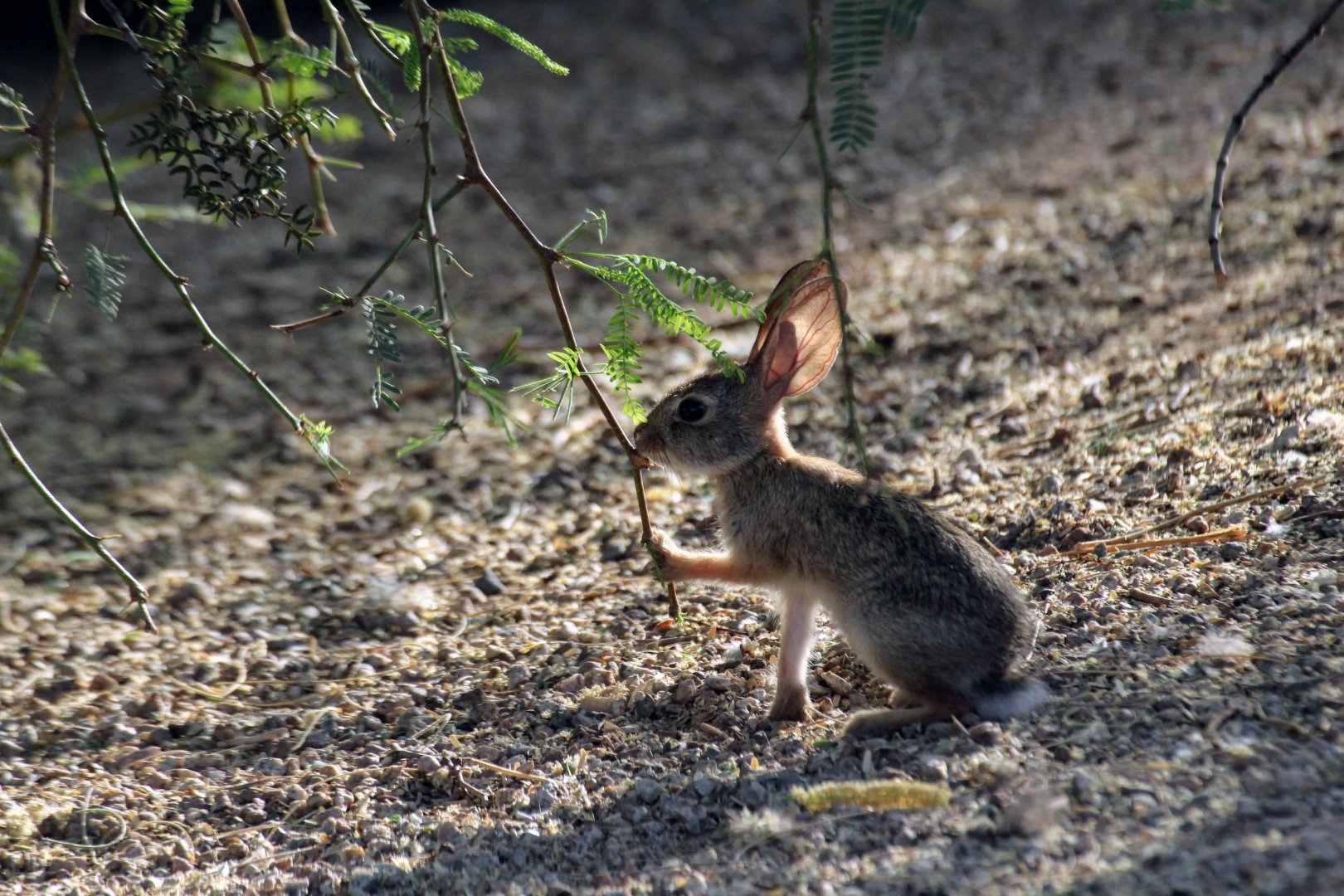 Desert Cottontail