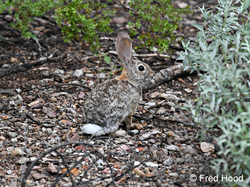 desert cottontail