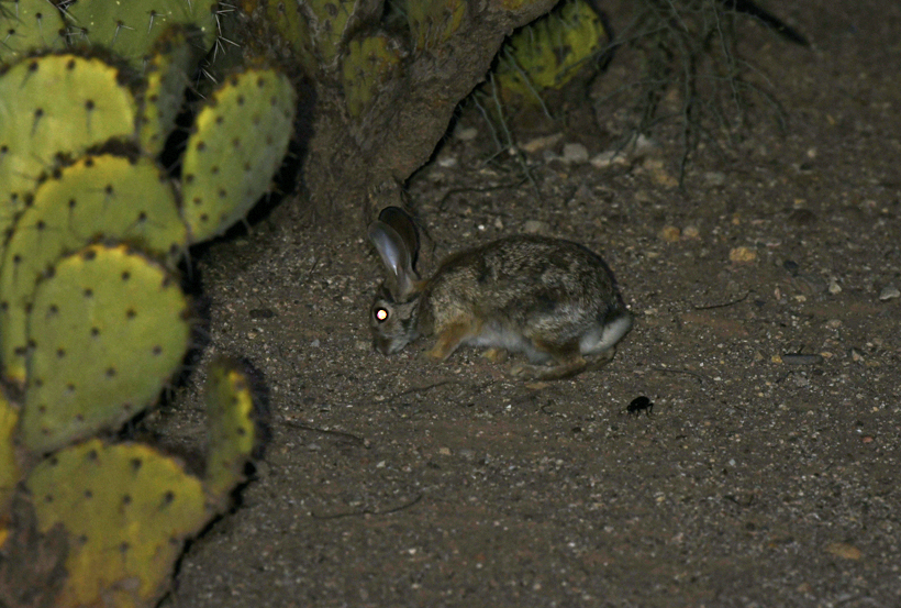 desert cottontail
