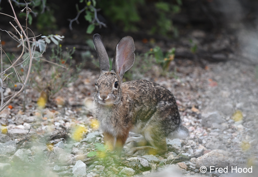 desert cottontail