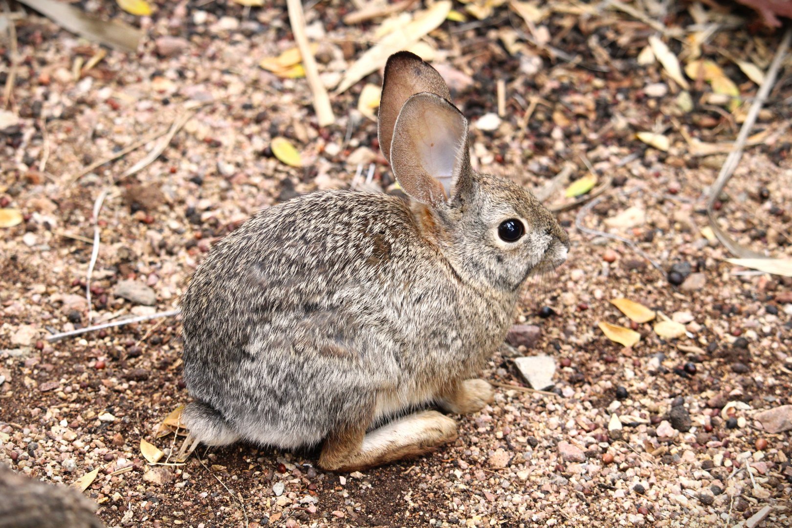 Desert Cottontail