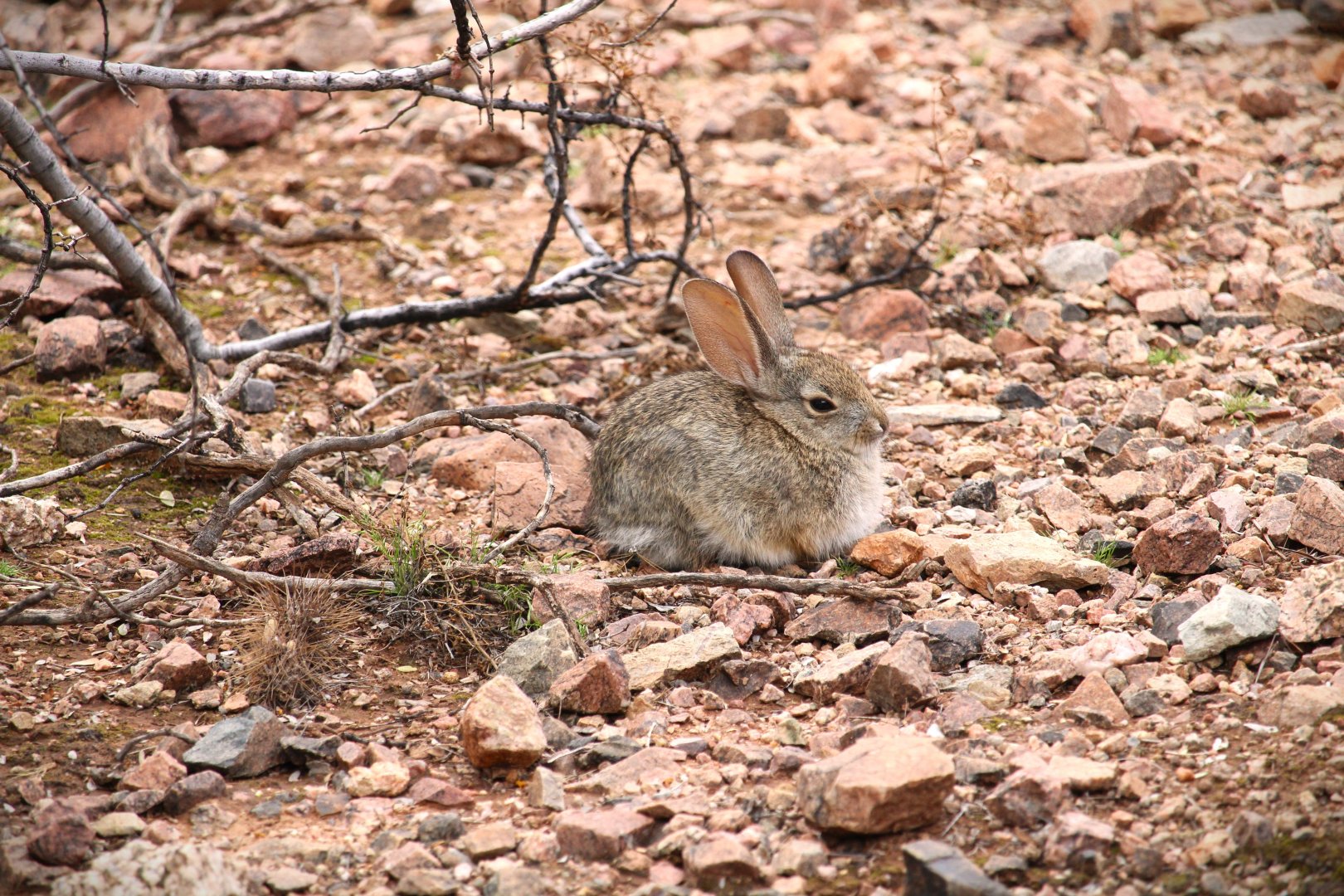 Desert Cottontail