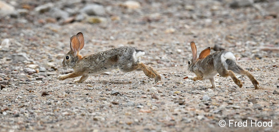 desert cottontails chasing