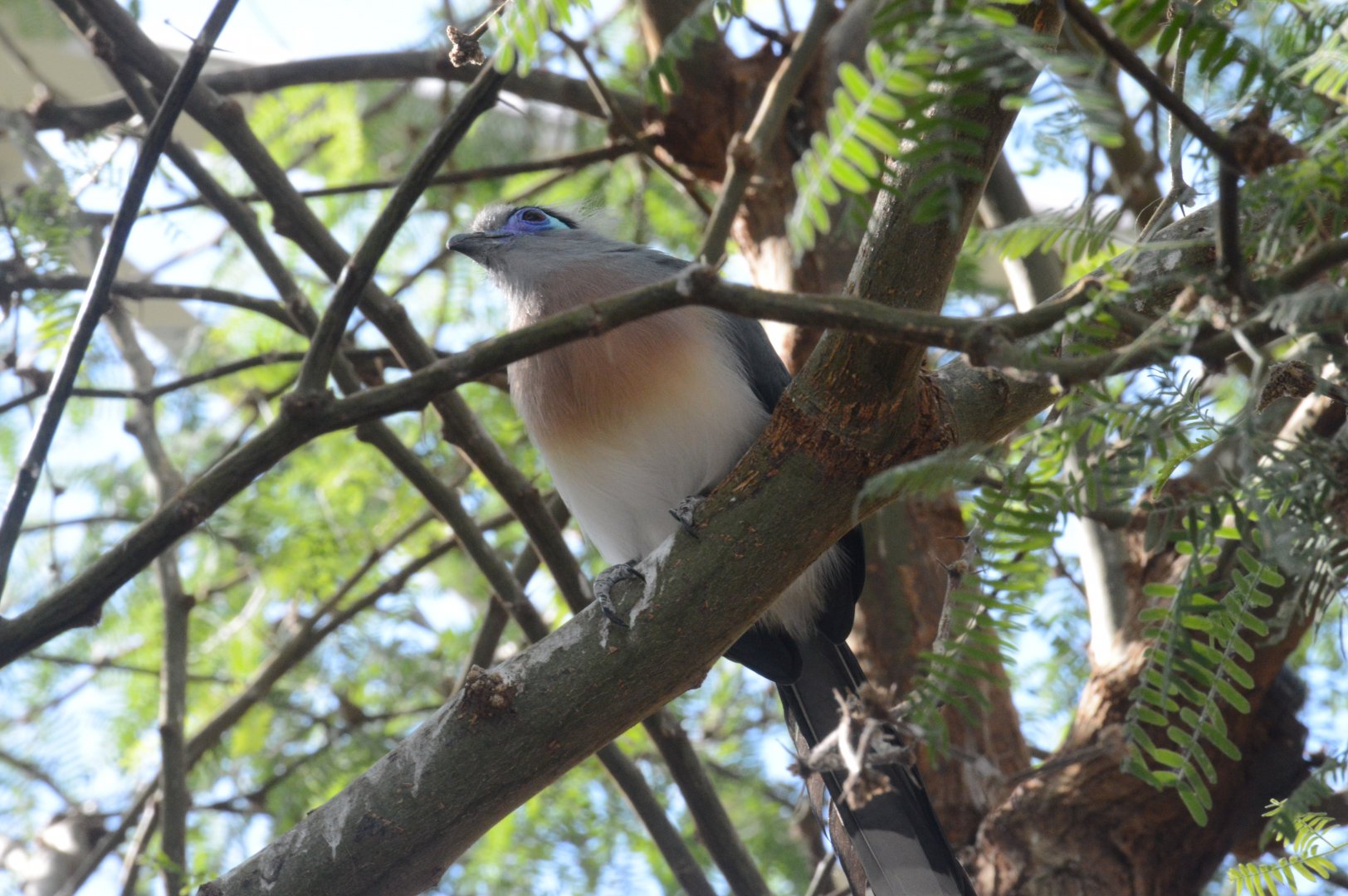 Desert - Crested Coua (Coua cristata)