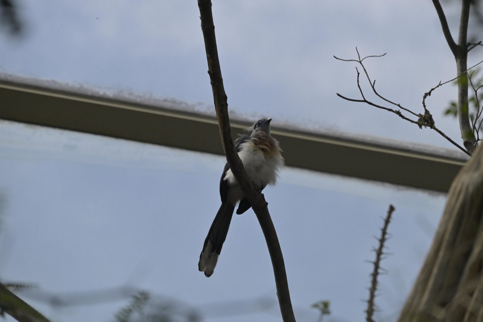 Desert - Crested Coua (Coua cristata)