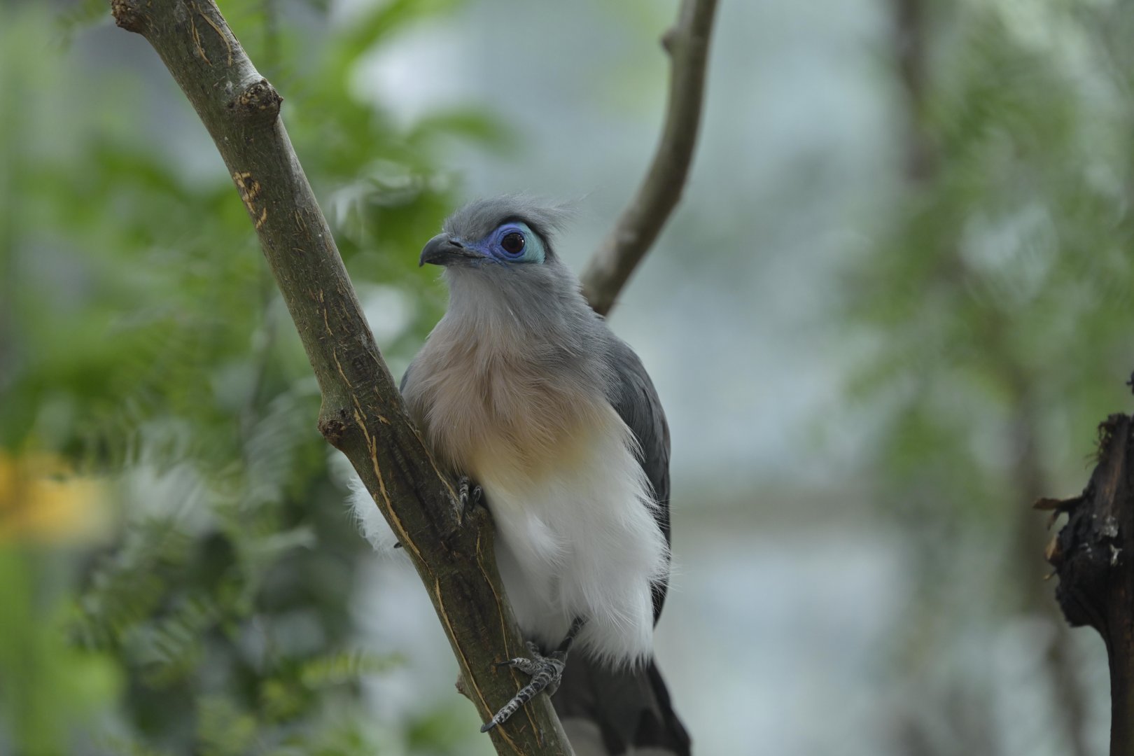 Desert - Crested Coua (Coua cristata)