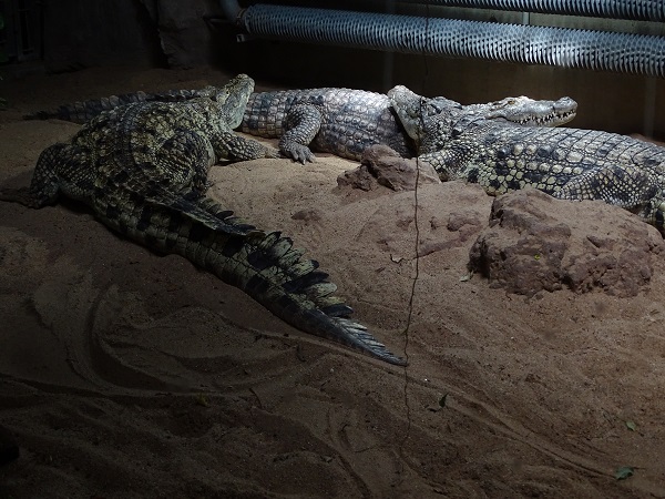Desert crocodile (Crocodylus suchus) and Nile crocodile (Crocodylus niloticus) (04/22)