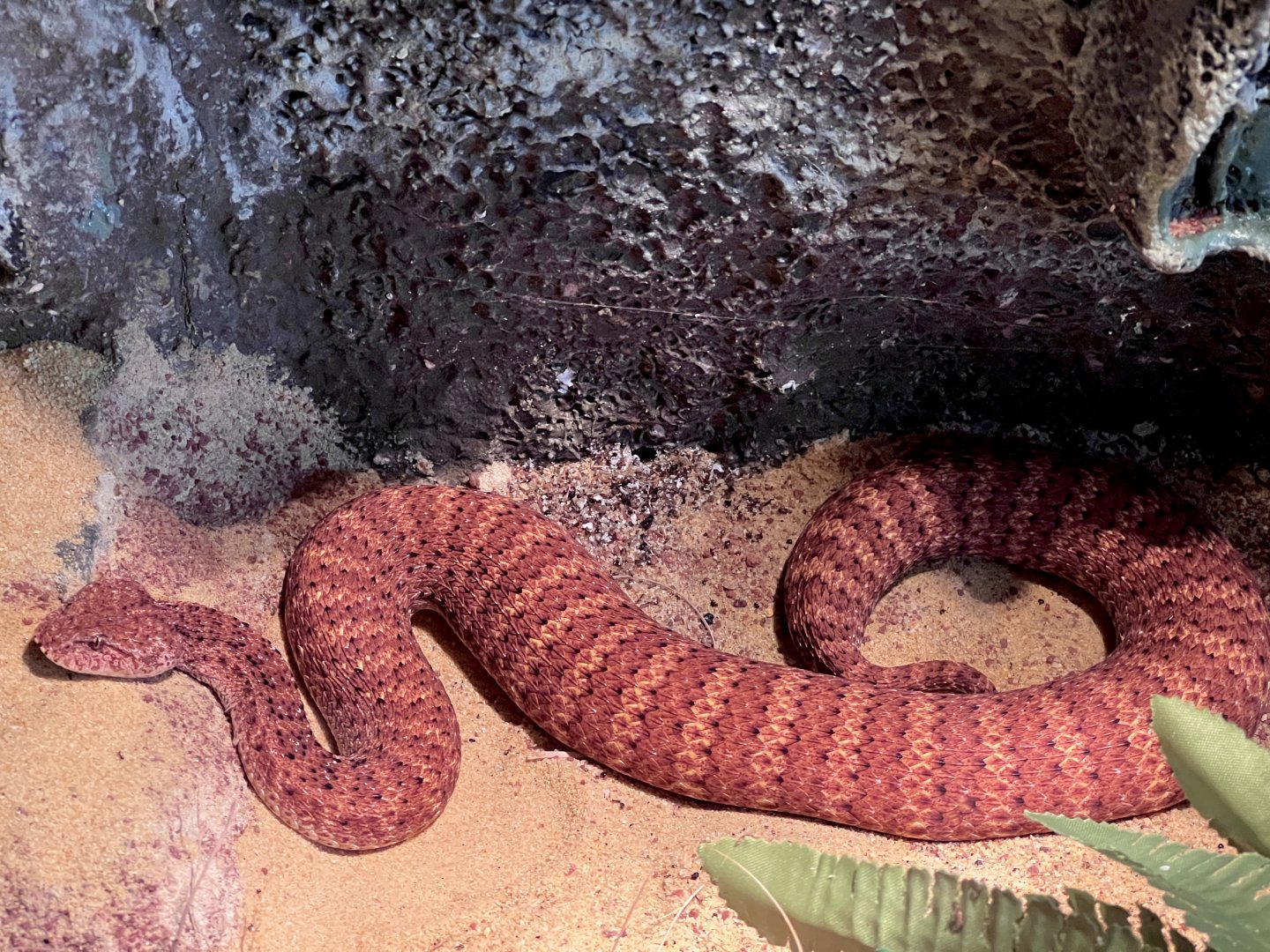 Desert Death Adder (Acanthophis pyrrhus)