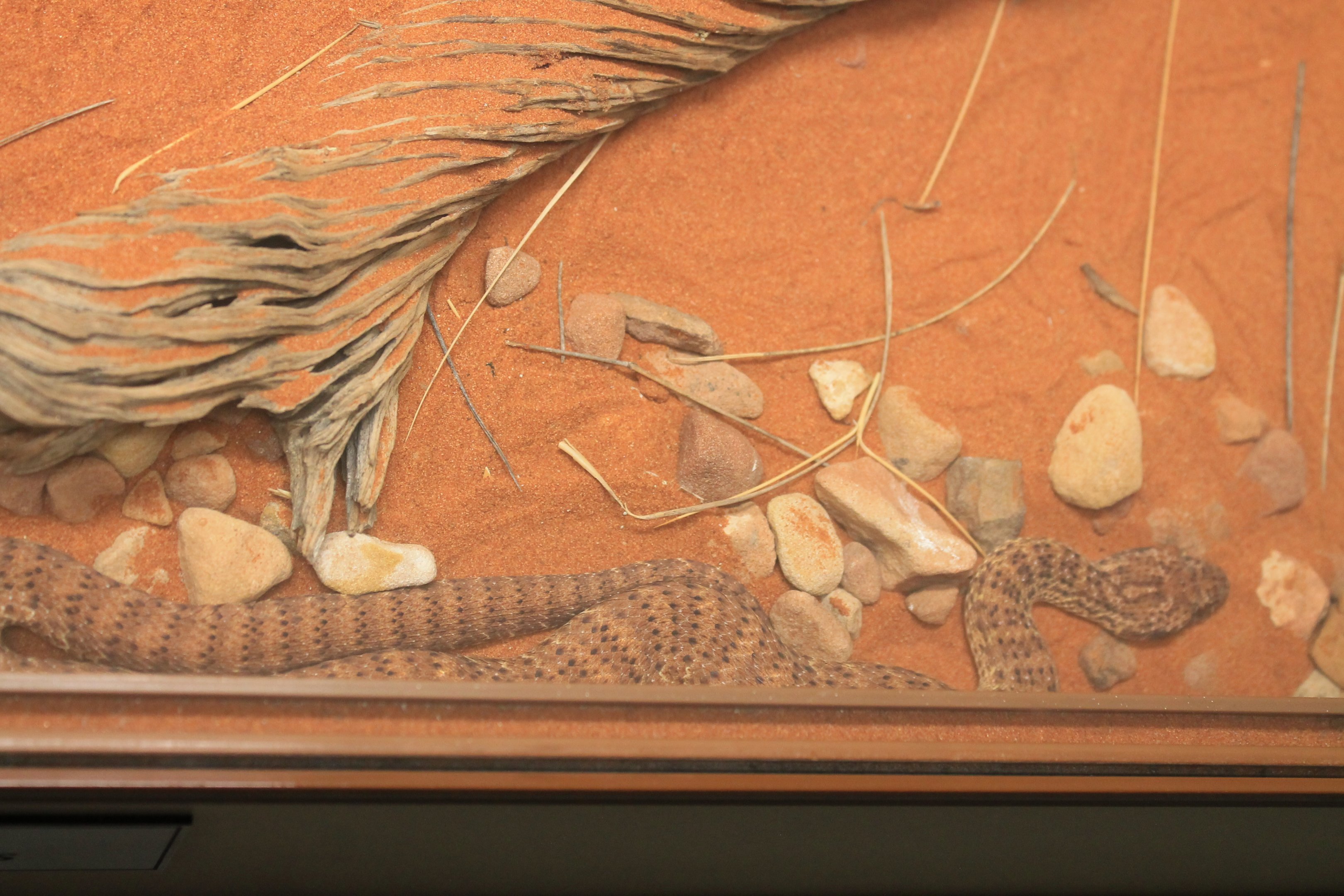 Desert Death Adder (Acanthophis pyrrhus)