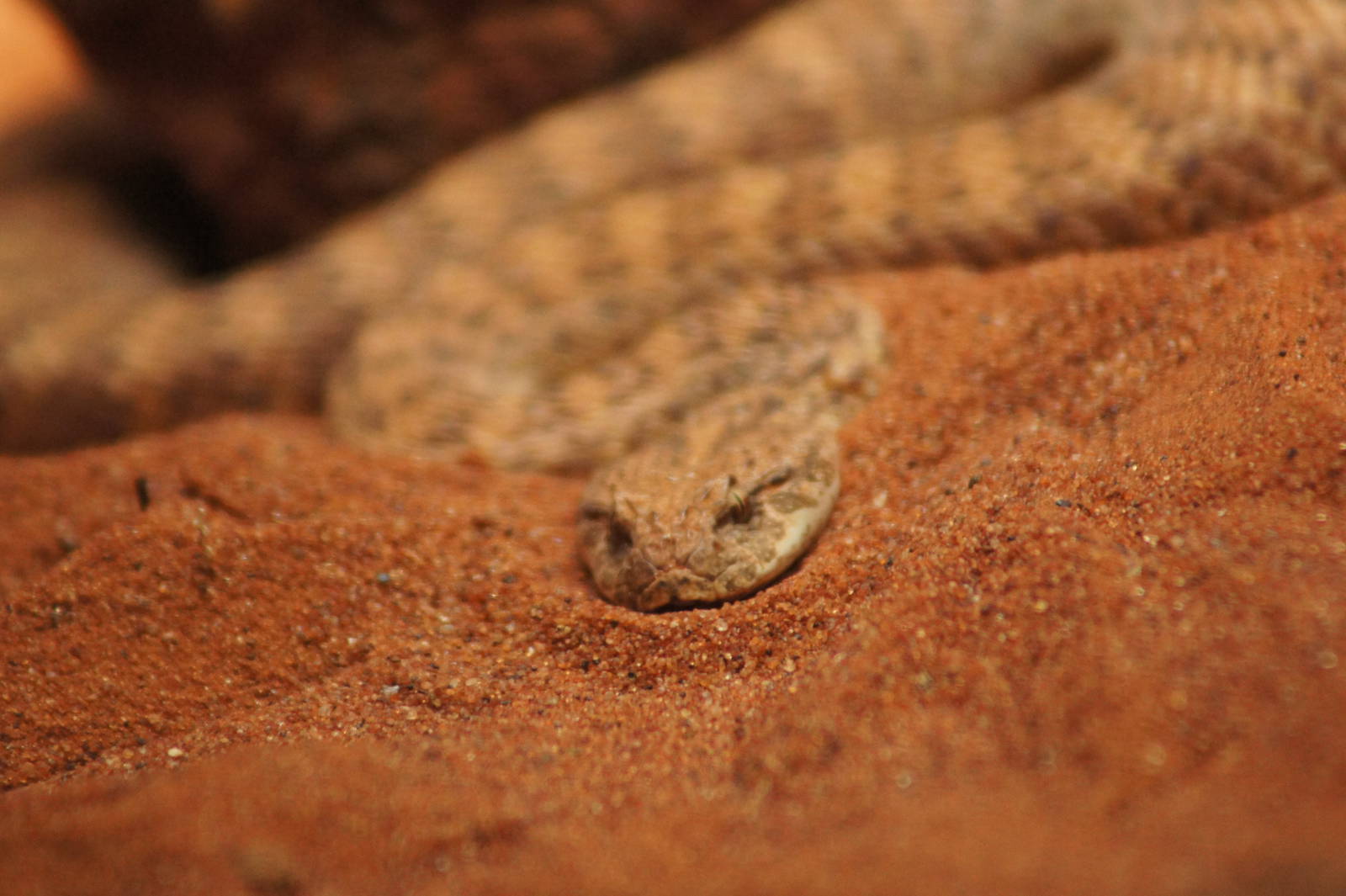 Desert Death Adder