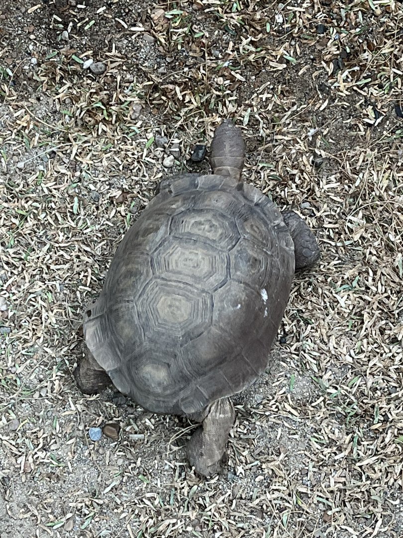 Desert: Desert Tortoise