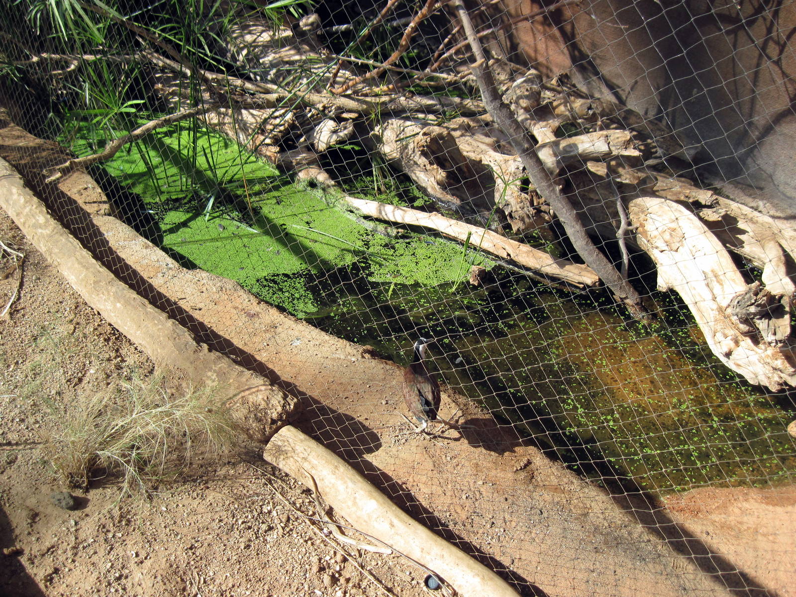 Desert Dome-African Jacana
