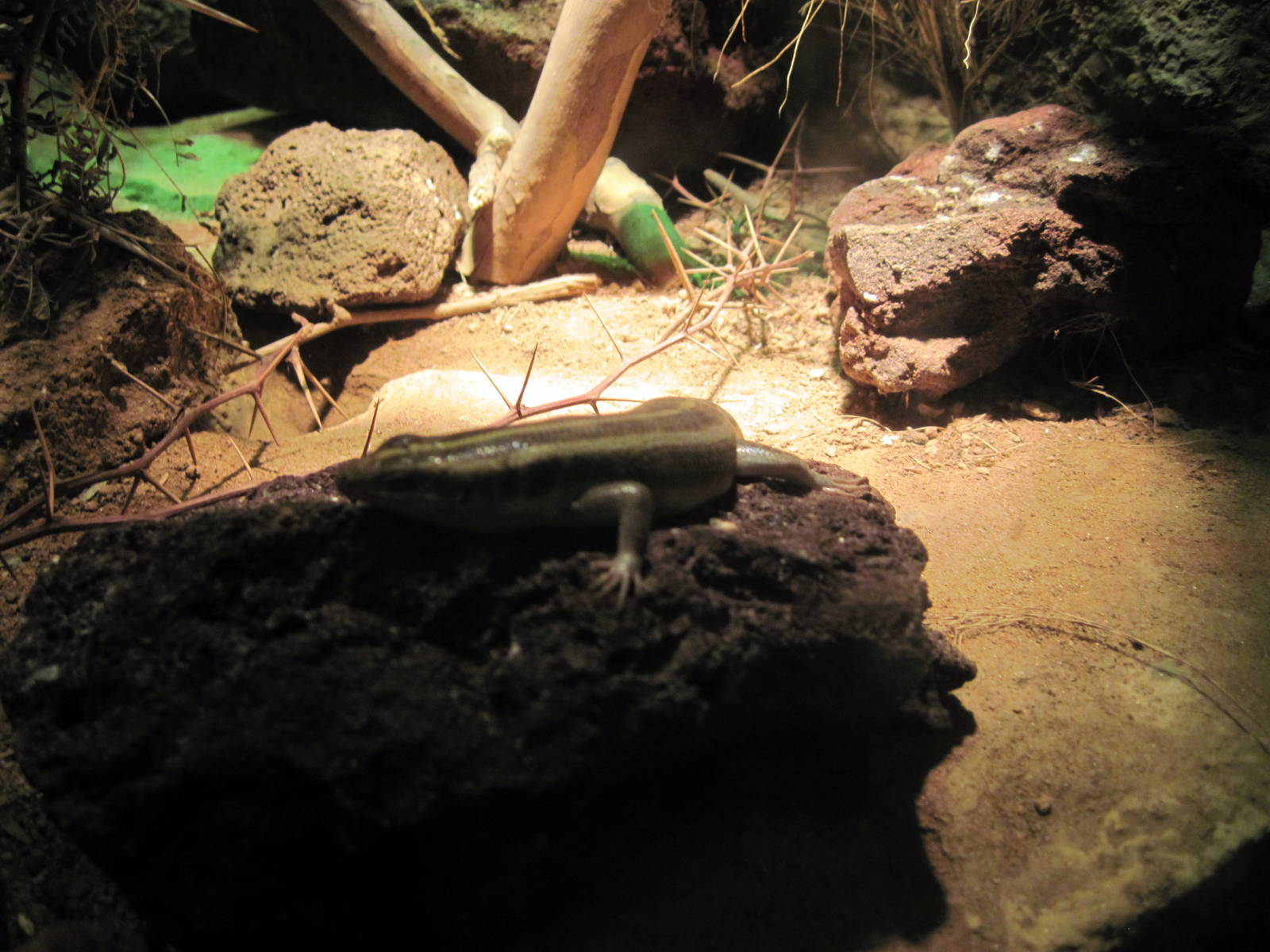 Desert Dome-African Striped Skink