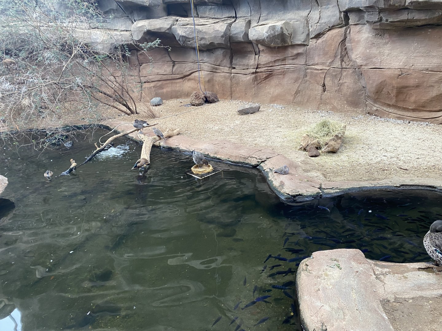 Desert Dome - African Waterfowl Pond
