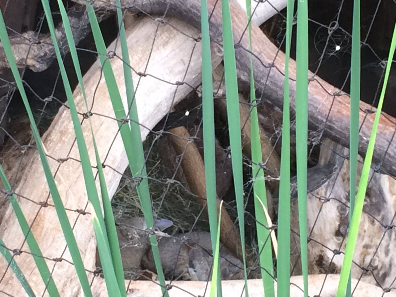 Desert Dome African Wild Cat