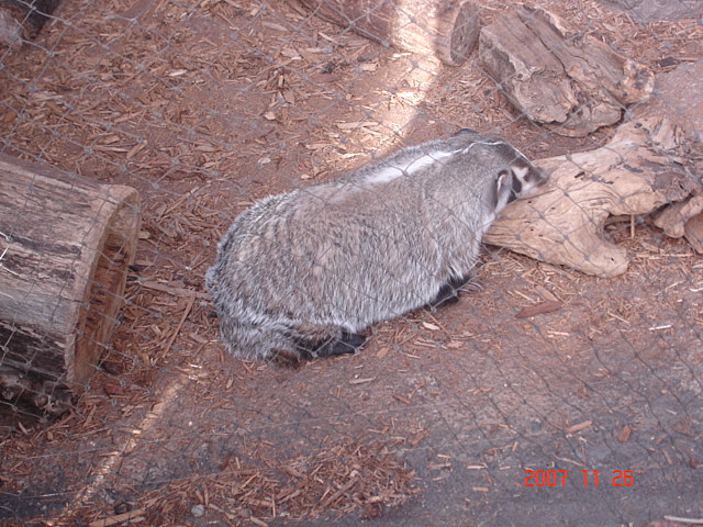 Desert Dome-American Badger