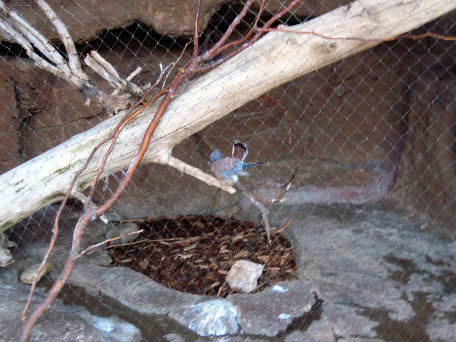 Desert Dome-American Kestral