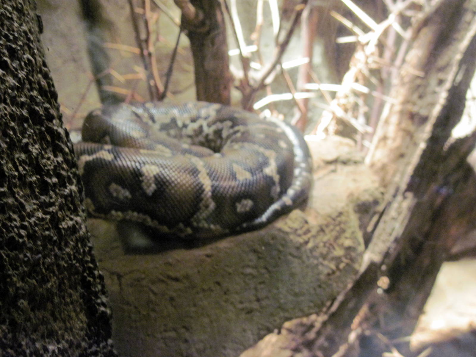 Desert Dome-Angolan Python