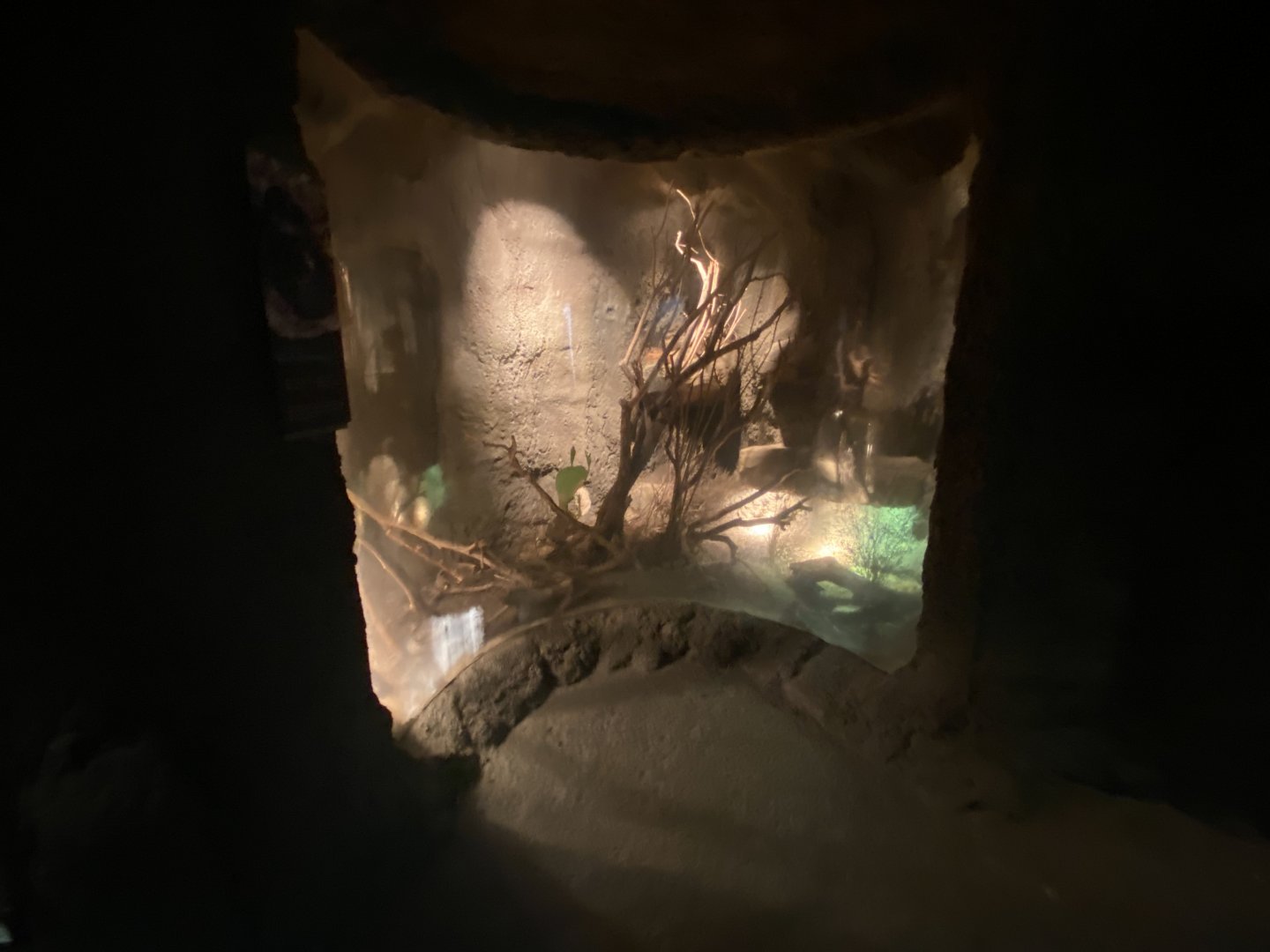 Desert Dome - Arizona Black Rattlesnake Exhibit