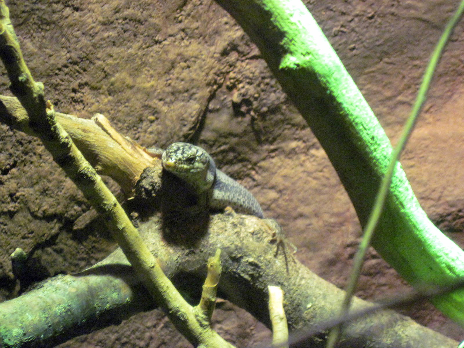 Desert Dome-Australian Tree Skink