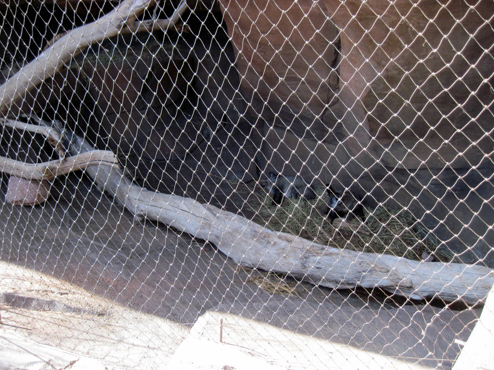 Desert Dome-Bat-eared Fox Exhibit