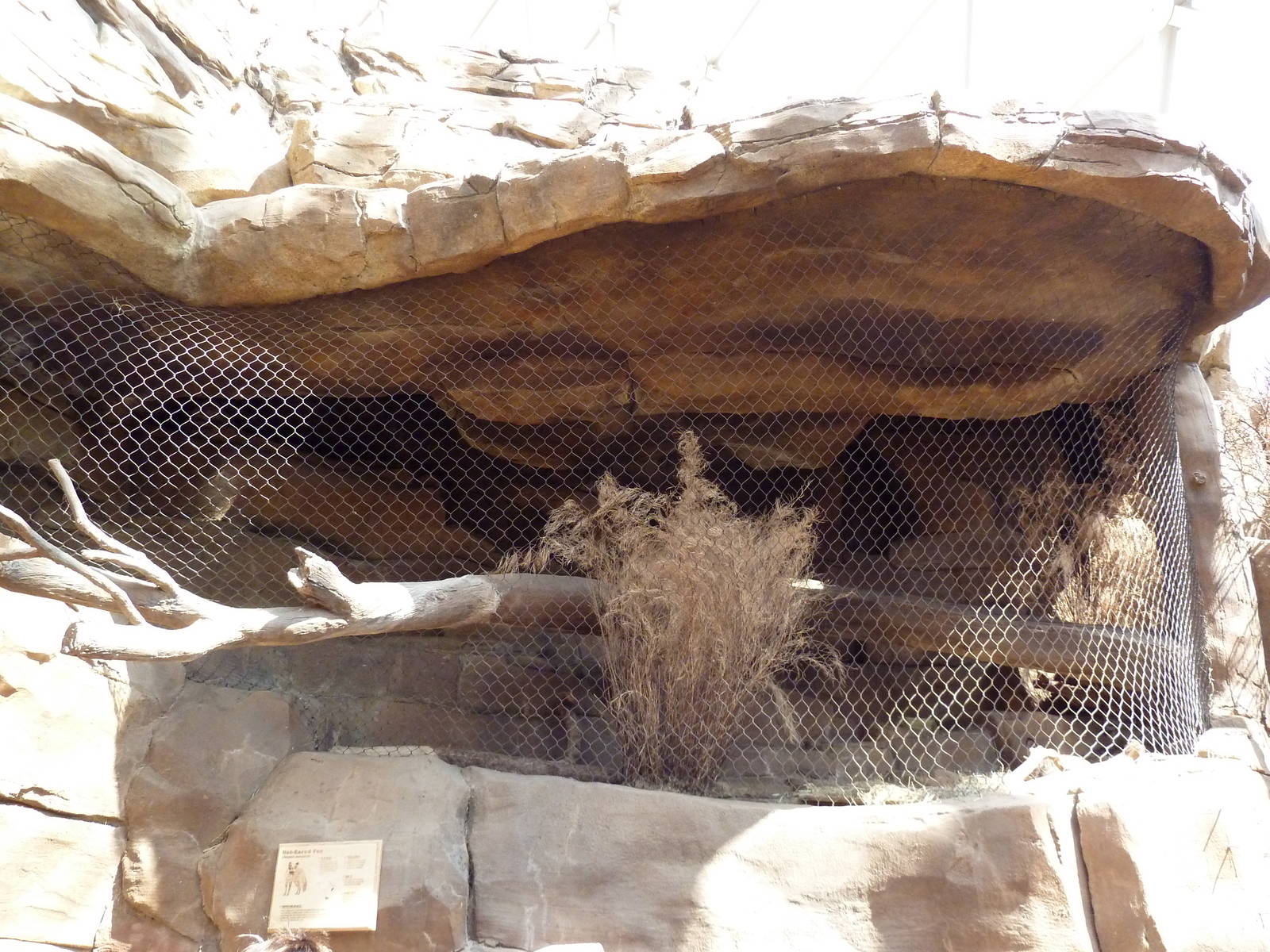Desert Dome - Bat-Eared Fox Exhibit