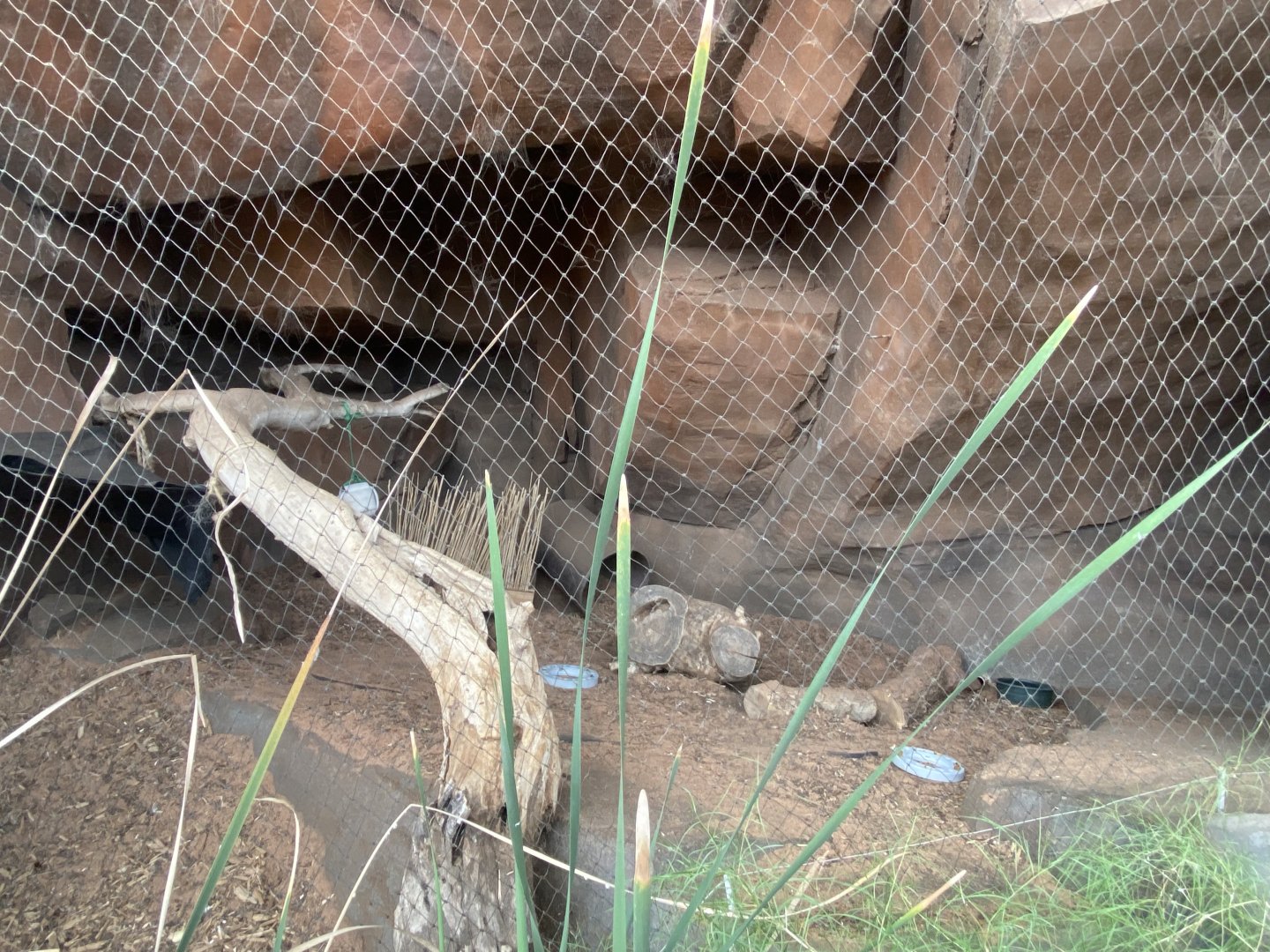 Desert Dome - Bat-Eared Fox Exhibit